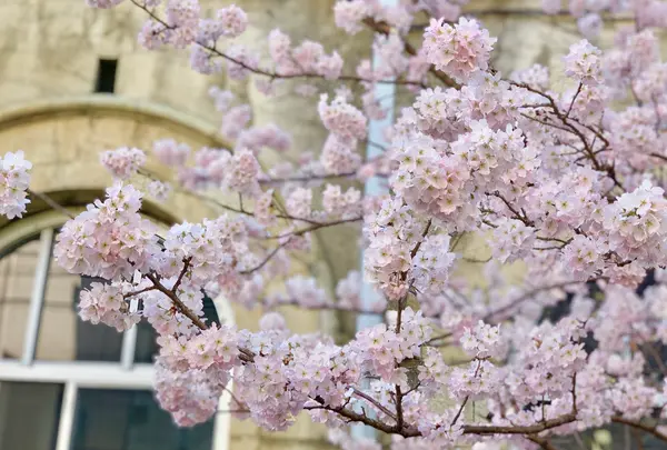 旧京都市立下京中学校成徳学舎の写真・動画_image_416721