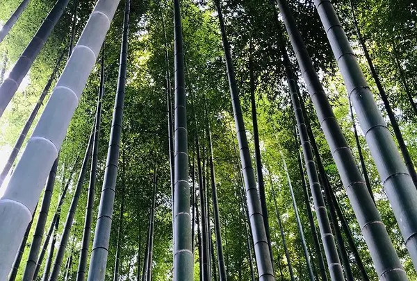 英勝寺の写真・動画_image_416878