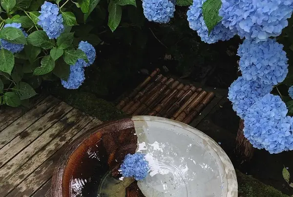 明月院（あじさい寺）の写真・動画_image_416889