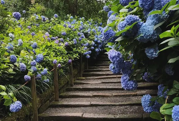 明月院（あじさい寺）の写真・動画_image_416891