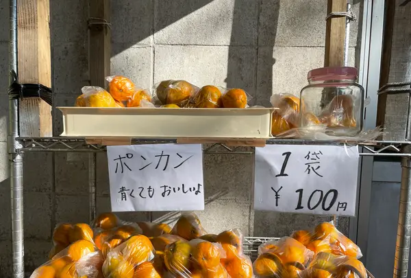 中間ガジュマルの写真・動画_image_417087