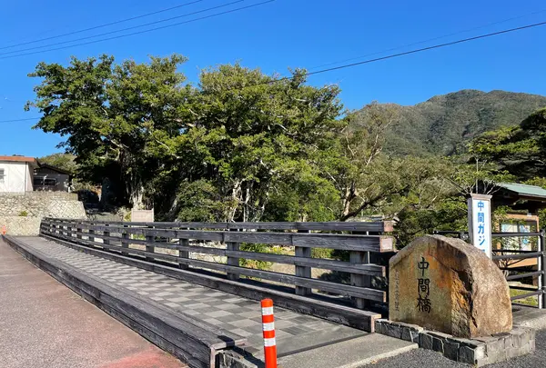 中間ガジュマルの写真・動画_image_417088