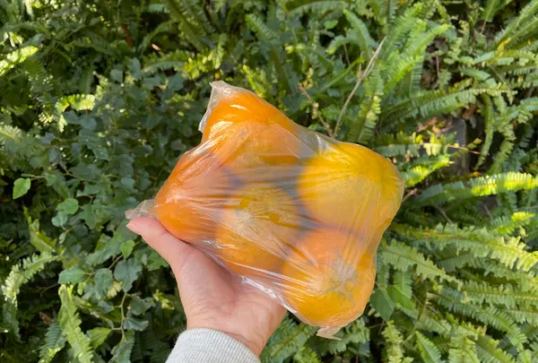 中間ガジュマルの写真・動画_image_417091