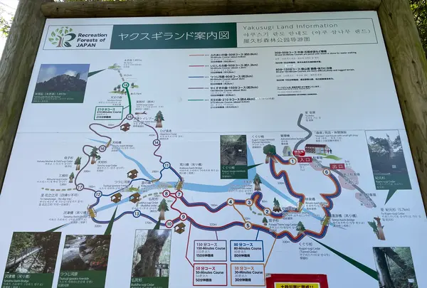 ヤクスギランド（屋久島自然休養林）の写真・動画_image_417115