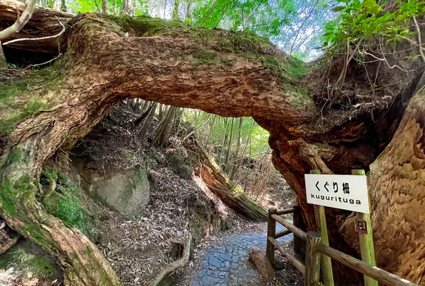 ヤクスギランド（屋久島自然休養林）の写真・動画_image_417116