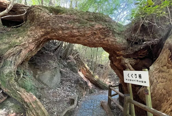 ヤクスギランド（屋久島自然休養林）の写真・動画_image_417188