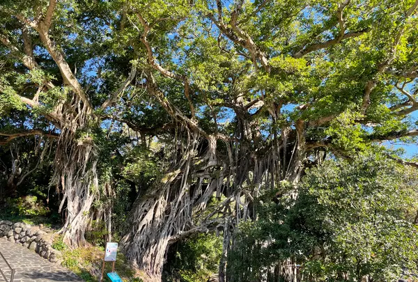 中間ガジュマルの写真・動画_image_417200