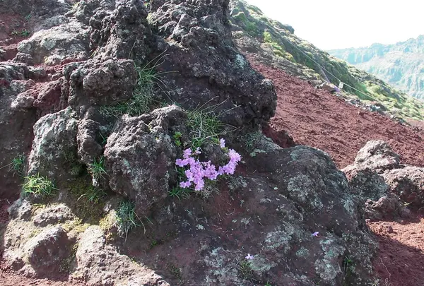 高千穂峡の写真・動画_image_417339
