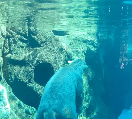 よこはま動物園ズーラシアの写真・動画_image_417730