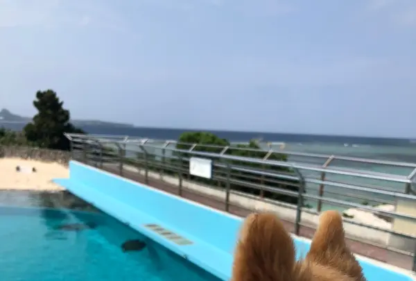 海洋博公園の写真・動画_image_417867