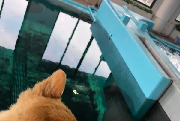 海洋博公園の写真・動画_image_417869