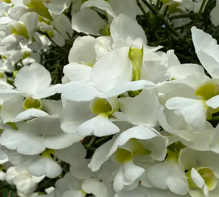 熱帯ドリームセンターの写真・動画_image_417876