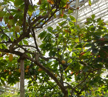 熱帯ドリームセンターの写真・動画_image_417877