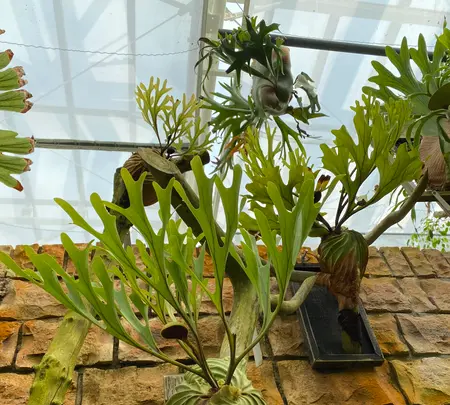 熱帯ドリームセンターの写真・動画_image_417878