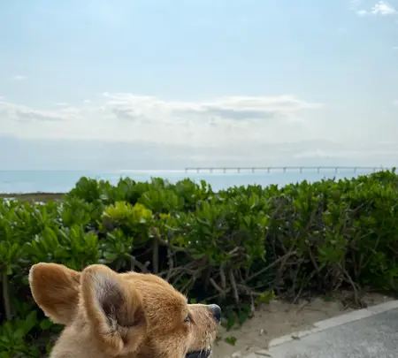 瀬長島ウミカジテラスの写真・動画_image_417894