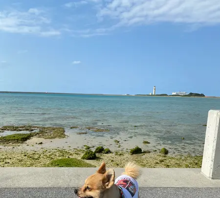 瀬長島ウミカジテラスの写真・動画_image_417895