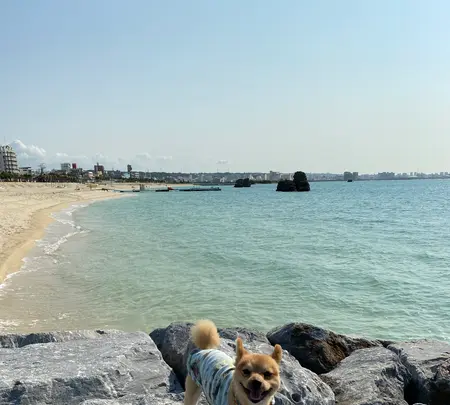 アラハビーチの写真・動画_image_417919