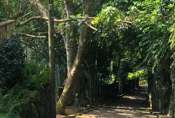 真珠道 (シマシービラ)の写真・動画_image_417943