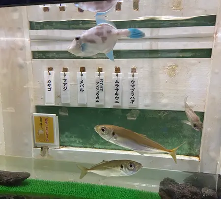 ヨコハマおもしろ水族館・赤ちゃん水族館の写真・動画_image_418175