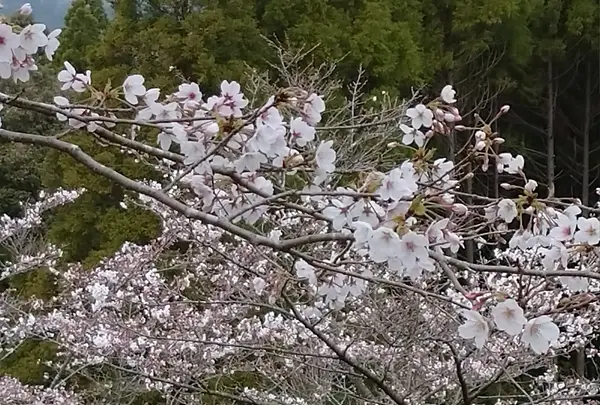 霧島神宮の写真・動画_image_418585