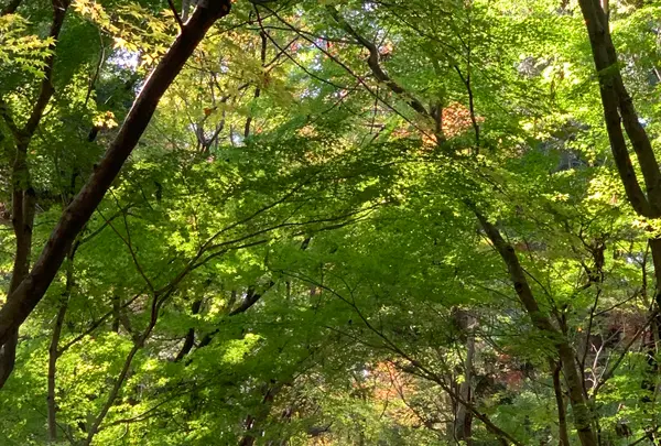 龍安寺の写真・動画_image_419115