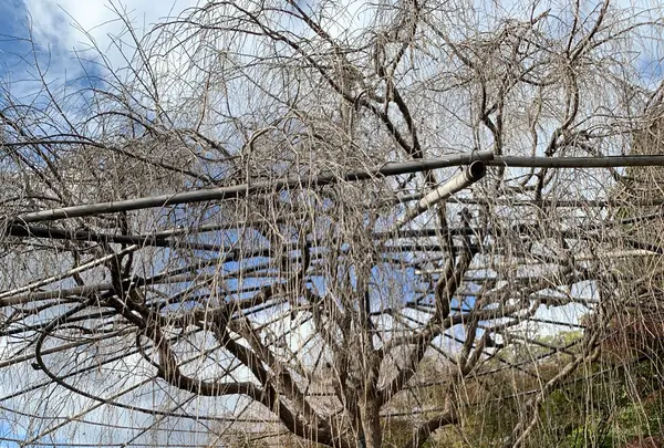 退蔵院の写真・動画_image_419221