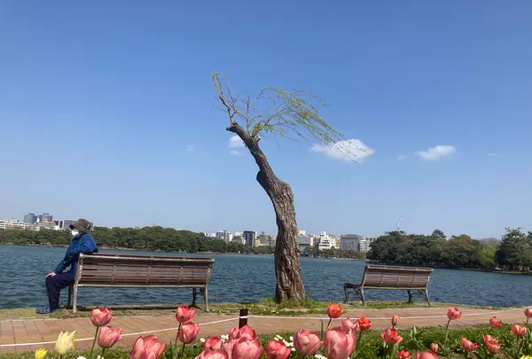 大濠公園の写真・動画_image_419290