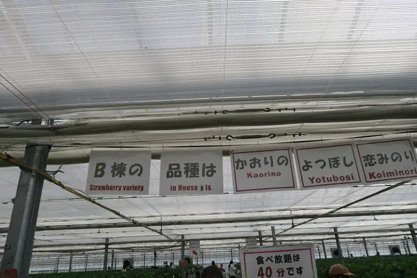 美らイチゴ 南城ハウスの写真・動画_image_419492