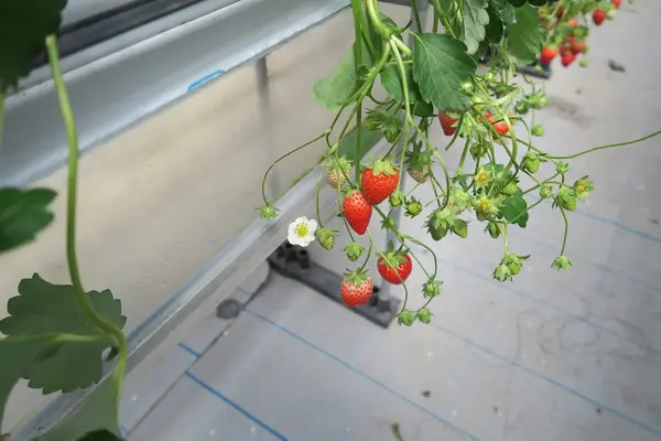 美らイチゴ 南城ハウスの写真・動画_image_419493