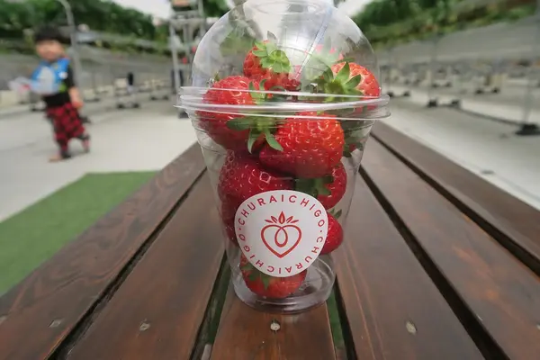 美らイチゴ 南城ハウスの写真・動画_image_419495