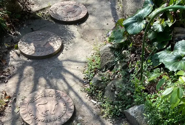 猫の細道の写真・動画_image_419560