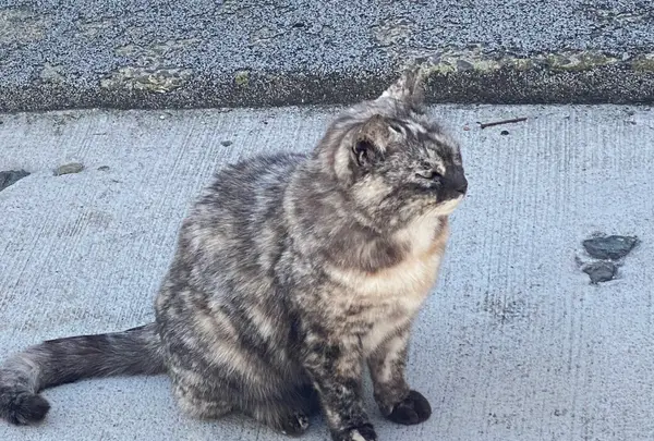 猫の細道の写真・動画_image_419562