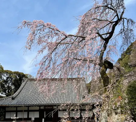 知恩院 勢至堂の写真・動画_image_419960