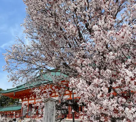 平安神宮の写真・動画_image_420003