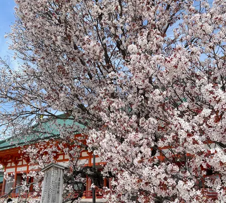 平安神宮の写真・動画_image_420004