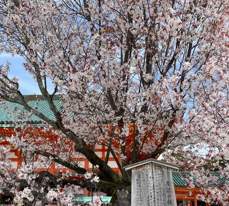 平安神宮の写真・動画_image_420005