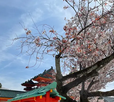 平安神宮の写真・動画_image_420007