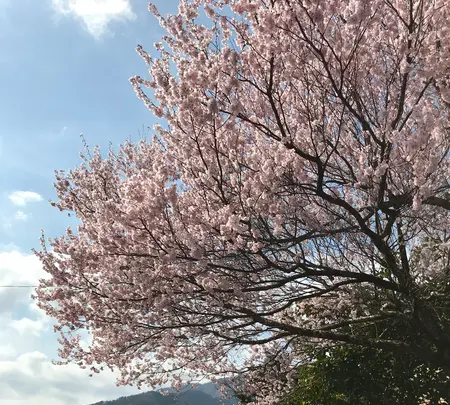 道の駅　うすずみ桜の里・ねおの写真・動画_image_420065