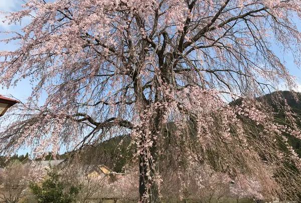 道の駅　うすずみ桜の里・ねおの写真・動画_image_420066