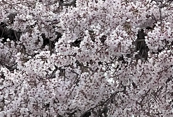 円山公園の写真・動画_image_420192