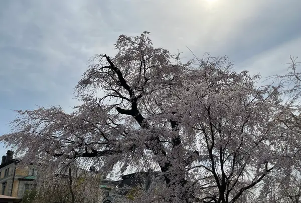 円山公園の写真・動画_image_420193