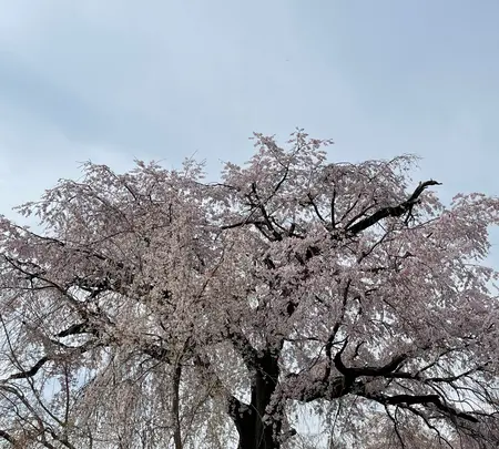 円山公園の写真・動画_image_420195
