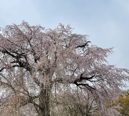 円山公園の写真・動画_image_420196