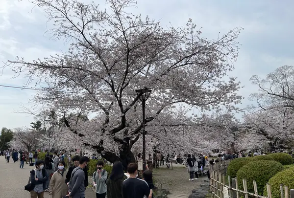 円山公園の写真・動画_image_420197