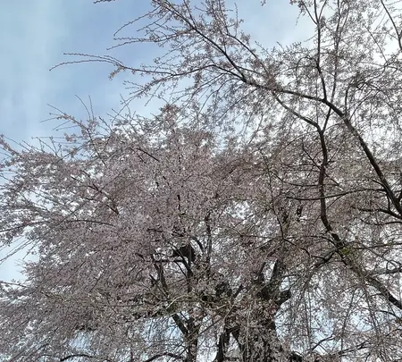 円山公園の写真・動画_image_420198