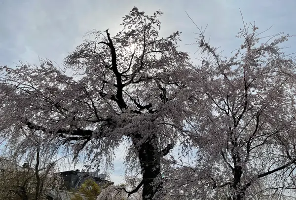 円山公園の写真・動画_image_420199