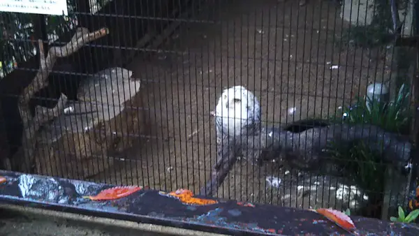 姫路市立動物園の写真・動画_image_420299