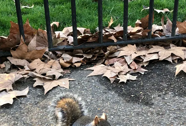 ハイド・パーク（Hyde Park）の写真・動画_image_420344