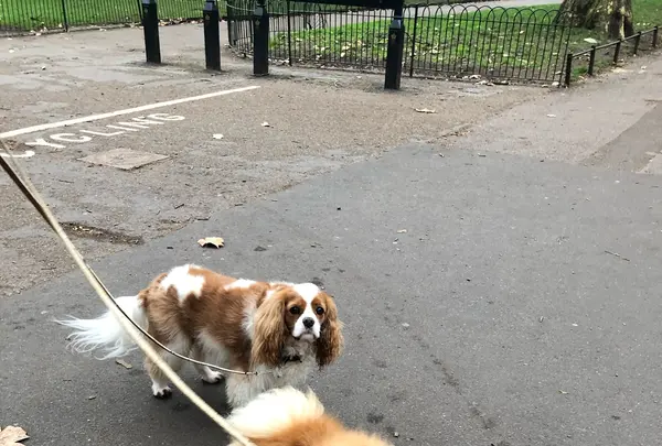 Green Park Stationの写真・動画_image_420346