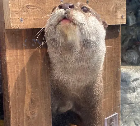 大分マリーンパレス水族館 うみたまごの写真・動画_image_420878